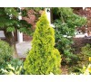 Туя западная Голден Смарагд (Golden Smaragd®) С2,5